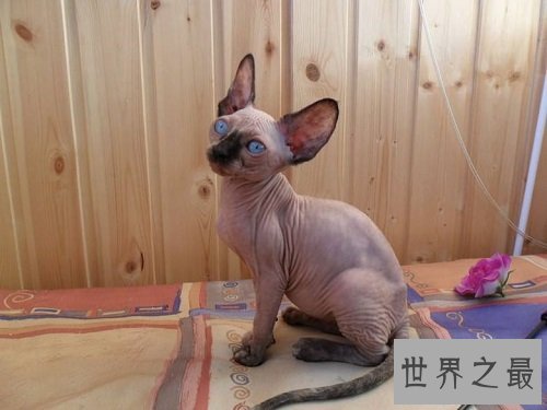 宠物猫价格最贵的几种，有你家的爱宠吗？
