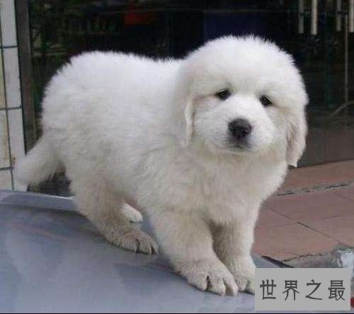 小白熊犬怎么辨识？行家教你科学识狗！