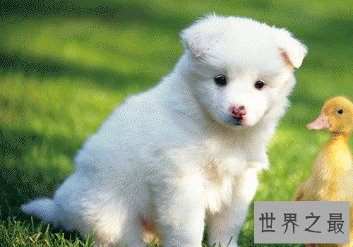 小白熊犬怎么辨识？行家教你科学识狗！