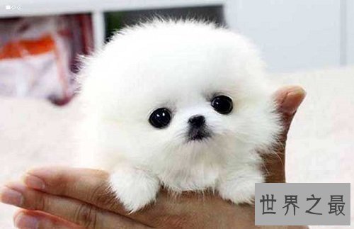 茶杯狗的价格不可思议？来了解下这小可爱吧！