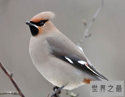 小太平鸟跟太平鸟是同一种鸟吗？一起来揭秘吧！