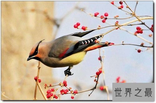 小太平鸟跟太平鸟是同一种鸟吗？一起来揭秘吧！