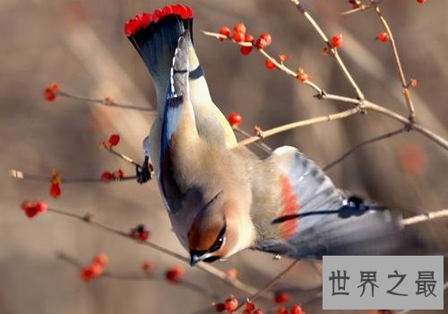 小太平鸟跟太平鸟是同一种鸟吗？一起来揭秘吧！