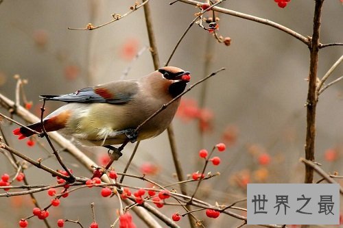 小太平鸟跟太平鸟是同一种鸟吗？一起来揭秘吧！