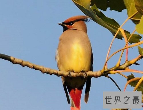 小太平鸟跟太平鸟是同一种鸟吗？一起来揭秘吧！