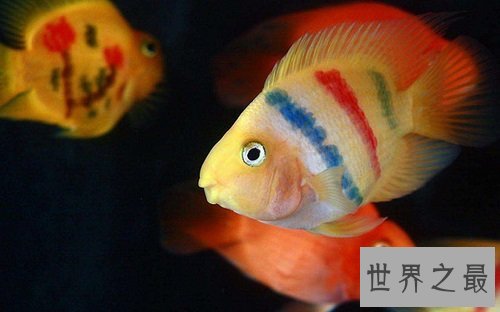 鹦鹉鱼价格怎么样？不同品种大有区别呢！