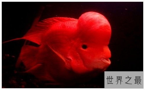 鹦鹉鱼价格怎么样？不同品种大有区别呢！