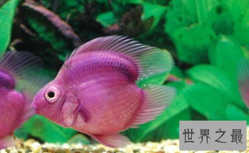 鹦鹉鱼价格怎么样？不同品种大有区别呢！