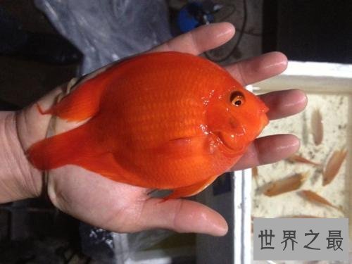 鹦鹉鱼价格怎么样？不同品种大有区别呢！