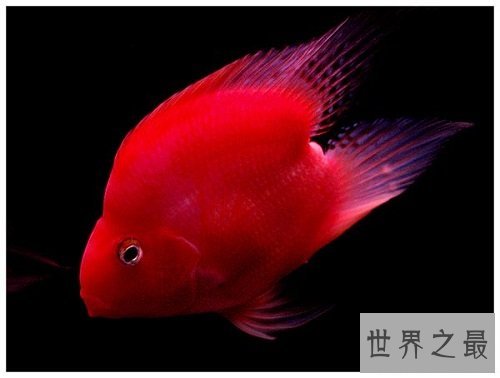 鹦鹉鱼价格怎么样？不同品种大有区别呢！