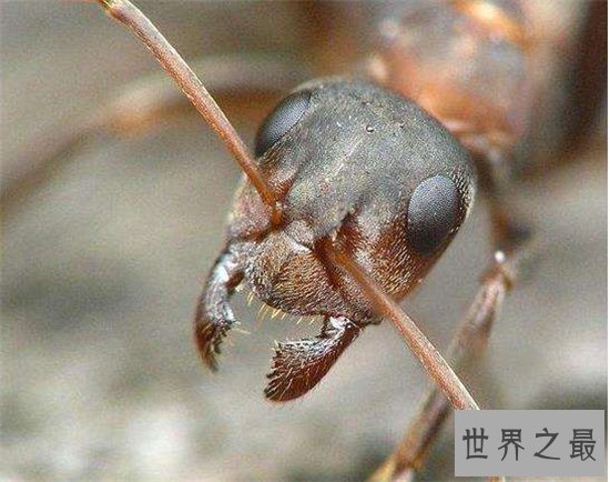 食人蚁虽然身长只有一厘米，但却是非洲凶猛的动物