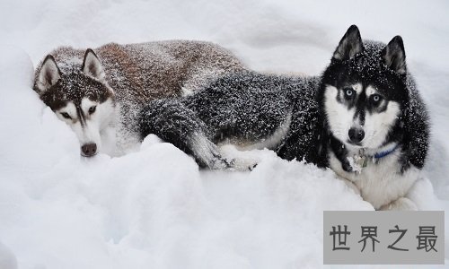 雪橇犬都有哪些？雪橇三傻强势来袭！