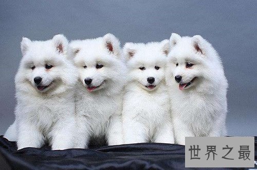 雪橇犬都有哪些？雪橇三傻强势来袭！