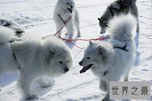 雪橇犬都有哪些？雪橇三傻强势来袭！