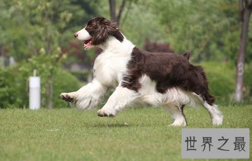 史宾格犬很难驯服吗?那是因为你不知道这些呢!