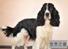 史宾格犬很难驯服吗？那是因为你不知道这些呢！