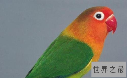 牡丹鹦鹉价格趋势你知道吗?揭秘牡丹鹦鹉的前世今生!