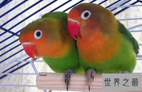 牡丹鹦鹉价格趋势你知道吗?揭秘牡丹鹦鹉的前世今生!