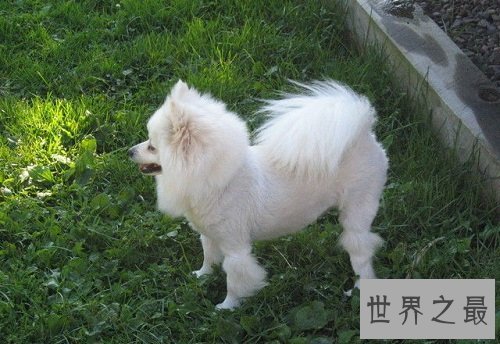 爱斯基摩犬,冰天雪地里的“骆驼”!