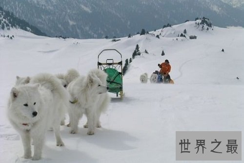 爱斯基摩犬,冰天雪地里的“骆驼”!
