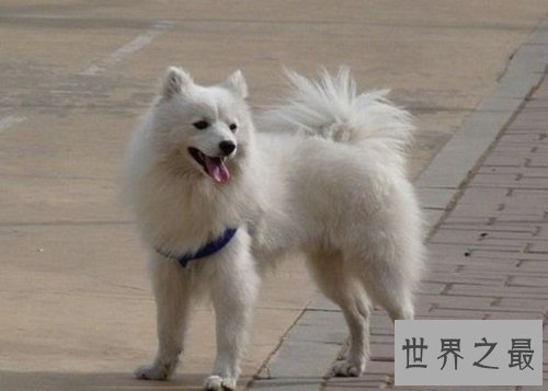 爱斯基摩犬,冰天雪地里的“骆驼”!
