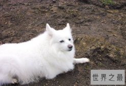爱斯基摩犬，冰天雪地里的“骆驼”！
