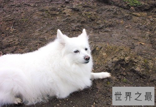 爱斯基摩犬,冰天雪地里的“骆驼”!