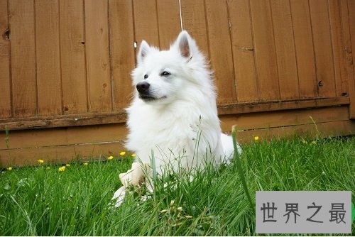爱斯基摩犬,冰天雪地里的“骆驼”!