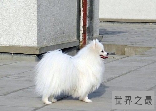爱斯基摩犬,冰天雪地里的“骆驼”!