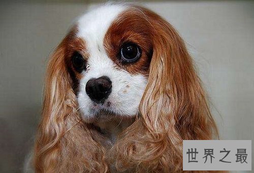 可卡犬好养吗?全方位为你一一解答!