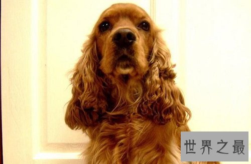 可卡犬好养吗?全方位为你一一解答!