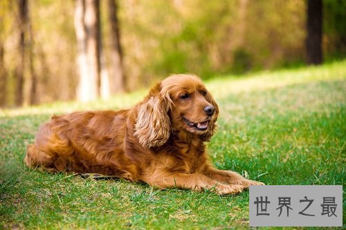 可卡犬好养吗?全方位为你一一解答!