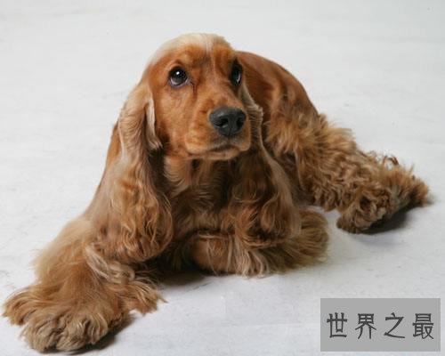 可卡犬好养吗?全方位为你一一解答!
