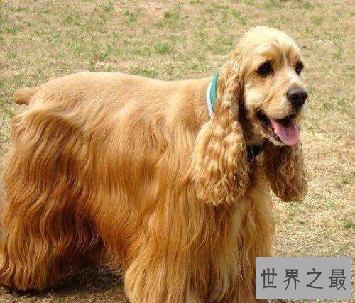可卡犬好养吗?全方位为你一一解答!