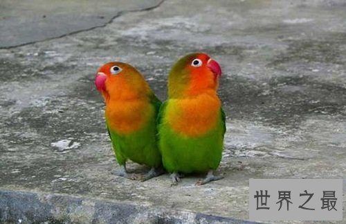 牡丹鹦鹉为什么被叫做爱情鸟呢?它们的深情你感动吗?