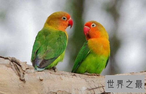 牡丹鹦鹉为什么被叫做爱情鸟呢?它们的深情你感动吗?