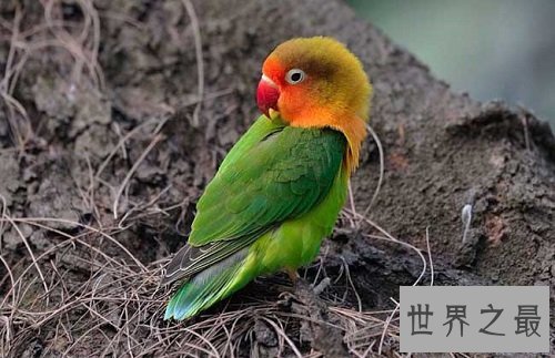 牡丹鹦鹉为什么被叫做爱情鸟呢?它们的深情你感动吗?