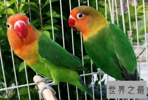 牡丹鹦鹉为什么被叫做爱情鸟呢?它们的深情你感动吗?