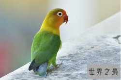 牡丹鹦鹉为什么被叫做爱情鸟呢？它们的深情你感动吗？