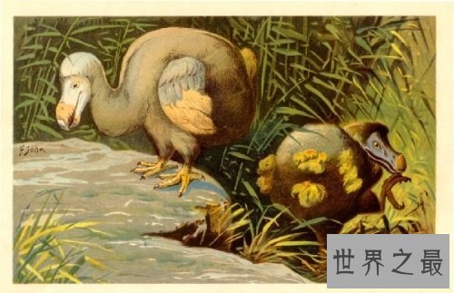 灭绝动物最让人心疼的居然是它们?罪魁祸首就是人类!