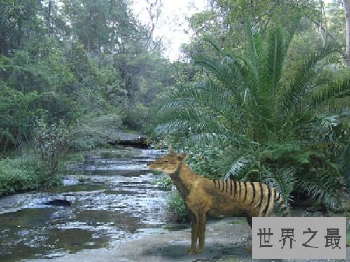 灭绝动物最让人心疼的居然是它们?罪魁祸首就是人类!