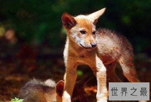 灭绝动物最让人心疼的居然是它们?罪魁祸首就是人类!