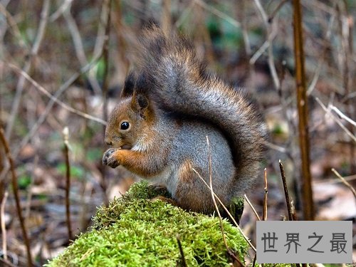 小松鼠怎么过冬呢?答案居然是这样的!