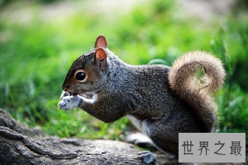 小松鼠怎么过冬呢?答案居然是这样的!