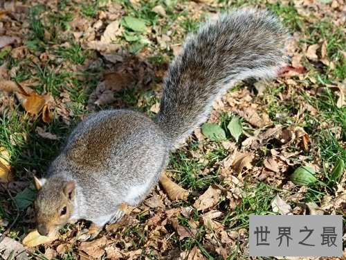 小松鼠怎么过冬呢?答案居然是这样的!