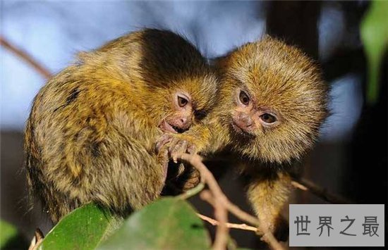 狨猴许多特点与人相似,但却被人拿来做科学实验