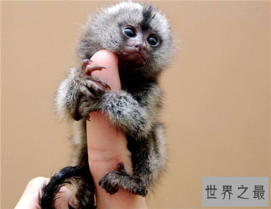 狨猴许多特点与人相似,但却被人拿来做科学实验