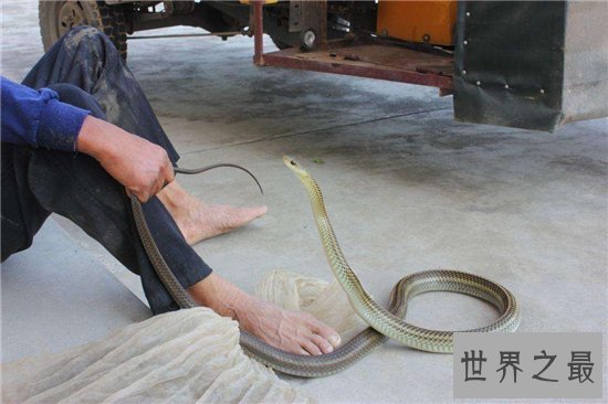 蛇进家门不能打的真相竟是这样,民间传闻被神化