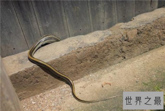 蛇进家门不能打的真相竟是这样,民间传闻被神化