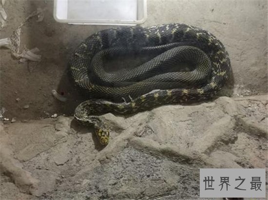 蛇进家门不能打的真相竟是这样,民间传闻被神化